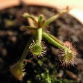 Drosera madagascariensis. przez dlugi czas nie chciała wspołpracować i rosnąć ale chyba ma zamiar nowy listek wypuścić