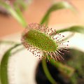 Drosera capensis "broad leaf"