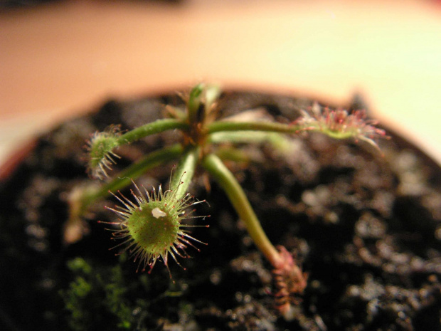 Drosera madagascariensis. przez dlugi czas nie chciała wspołpracować i rosnąć ale chyba ma zamiar nowy listek wypuścić