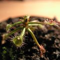 Drosera madagascariensis. przez dlugi czas nie chciała wspołpracować i rosnąć ale chyba ma zamiar nowy listek wypuścić