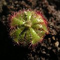 Drosera admirabilis.Mała ale ładna.