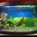 1. OGÓLNE AQUA
2. ROTALA INDICA
3. OGÓLNE Z PRAWEJ