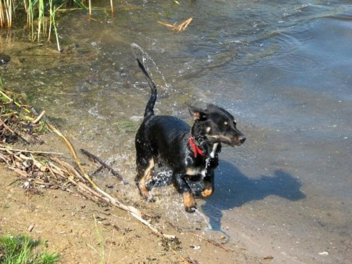 Letnia kąpiel Maxa #Zwierzęta #Pies