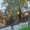 Krzywe Kolo
