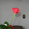 samotna róża