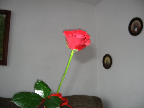 samotna róża