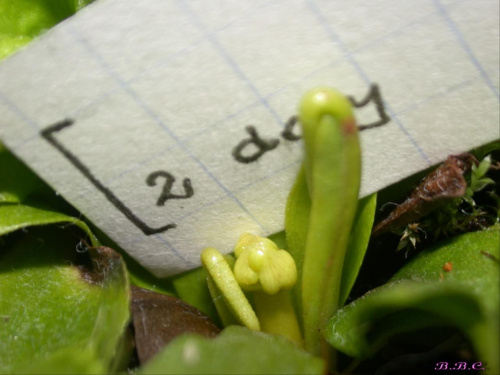 dwudniowy ped kwiatowy muchołówki regular form. kartka wskazuje, ile brakuje maluchowi, by miec 1 cm wzrostu ;)