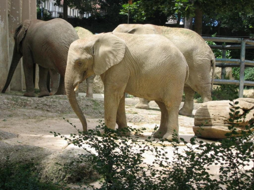 Słonie Afrykańskie