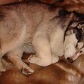 Alaska