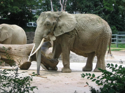Samiec Słonia Afrykańskiego