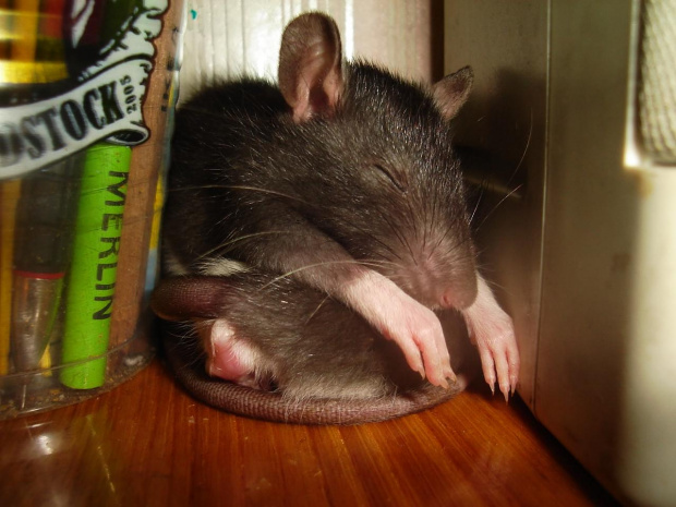 Zuzia odpoczywa na Majce :D :D :D #SzczurSzczurekSzczurkiSzczury